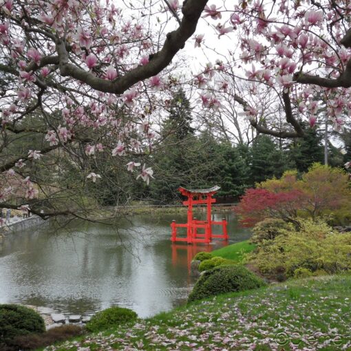 Vue du torii dans l'étang du jardin japonais Hill and Pond au Botanical Garden de Brooklyn