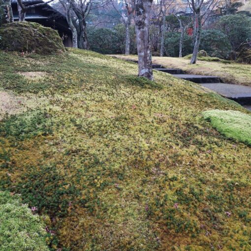 Shinsenkyo Jardin japonais au Musée d'art de Hakone